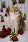 British Shorthair tomcat