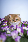 British Shorthair tomcat