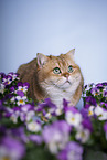 British Shorthair tomcat