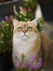 British Shorthair tomcat