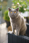 British Shorthair