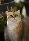 British Shorthair tomcat