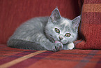 British Shorthair