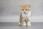 British shorthair kitten