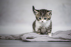 British shorthair kitten