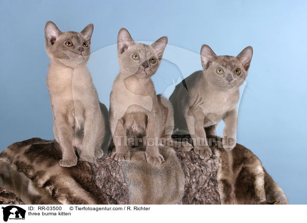 three burma kitten / RR-03500