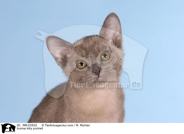 burma kitty portrait / RR-03502
