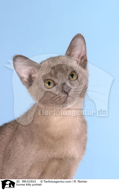 burma kitty portrait / RR-03503