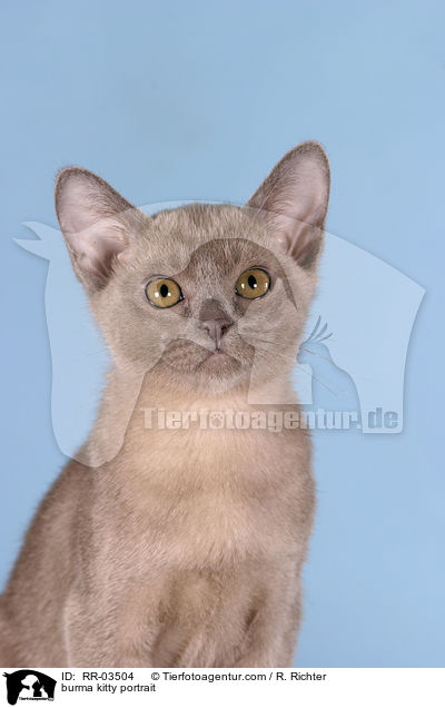 burma kitty portrait / RR-03504