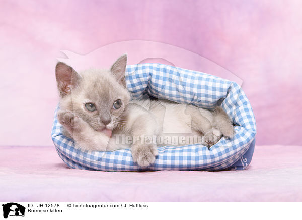 Burma Ktzchen / Burmese kitten / JH-12578