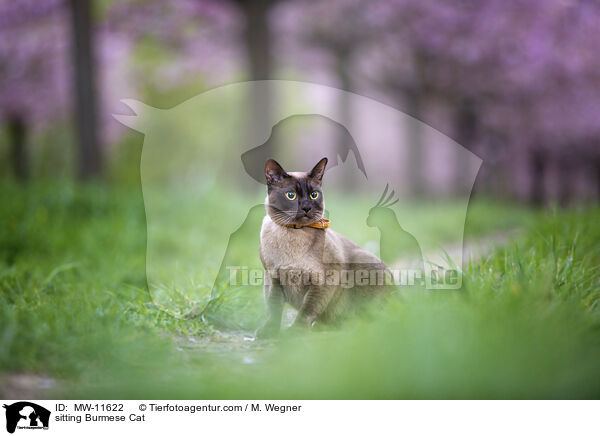 sitzende Burma / sitting Burmese Cat / MW-11622