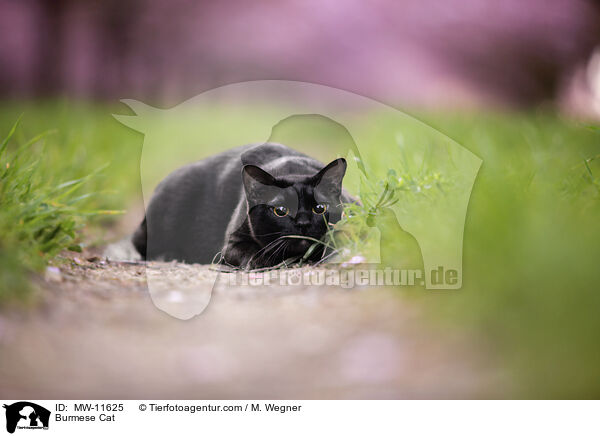 Burma / Burmese Cat / MW-11625