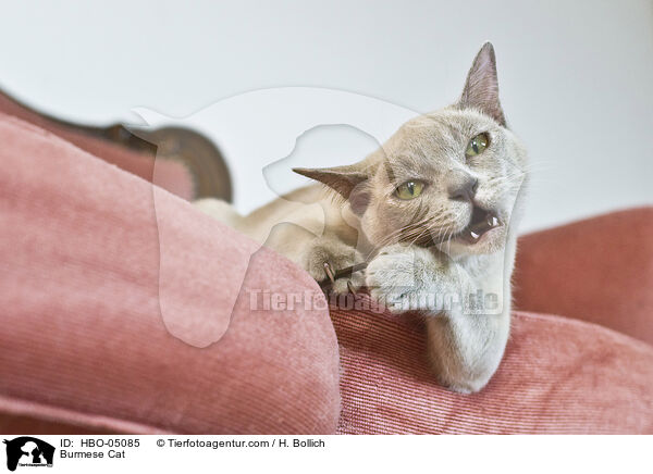 Burma / Burmese Cat / HBO-05085