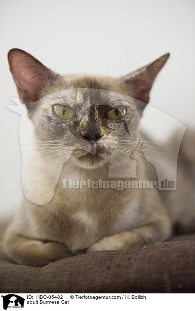 ausgewachsene Burma / adult Burmese Cat / HBO-05482