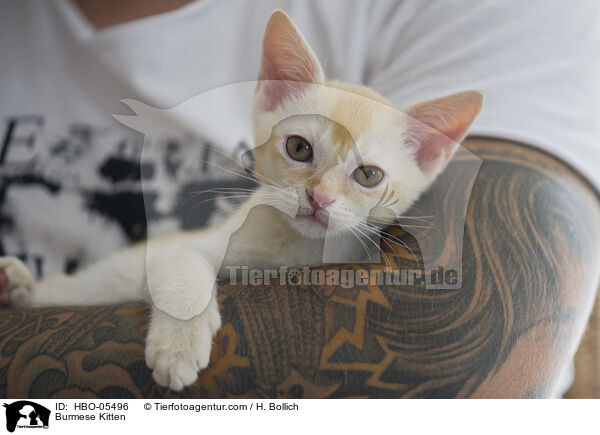 Burma Ktzchen / Burmese Kitten / HBO-05496