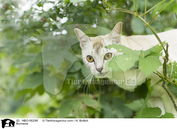 Burmese / Burmese / HBO-06296