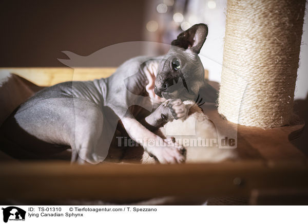 liegende Canadian Sphynx / lying Canadian Sphynx / TS-01310