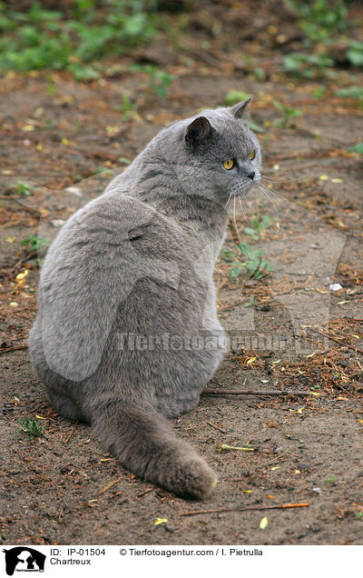 Chartreux / IP-01504