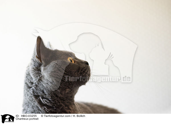 Chartreux portrait / HBO-03255