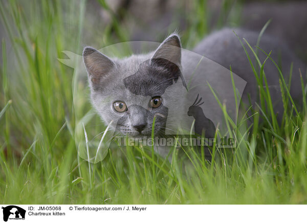 Chartreux kitten / JM-05068