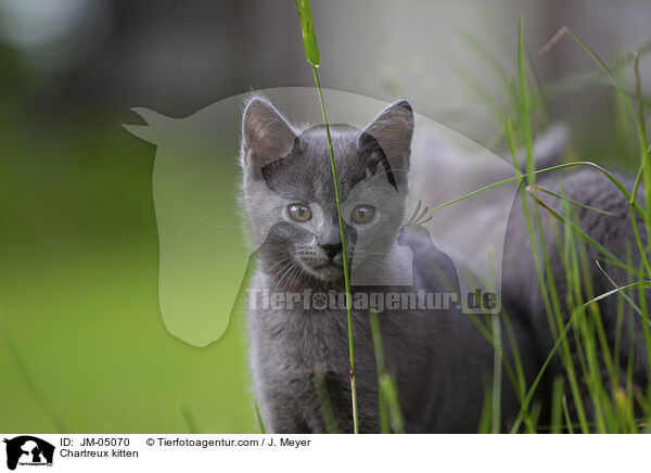 Chartreux Ktzchen / Chartreux kitten / JM-05070