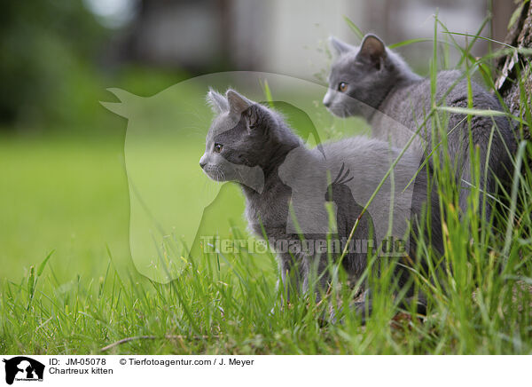 Chartreux kitten / JM-05078