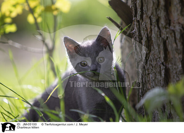 Chartreux Ktzchen / Chartreux kitten / JM-05100