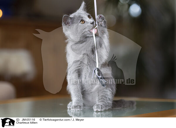 Chartreux Ktzchen / Chartreux kitten / JM-05116