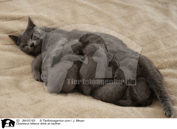 Chartreux Ktzchen trinken bei Mutter / Chartreux kittens drink at mother / JM-05193