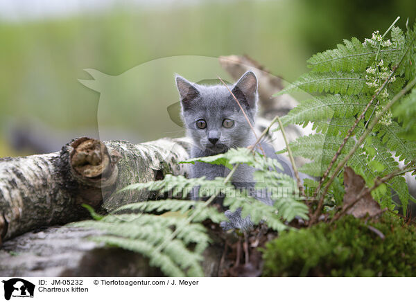 Chartreux Ktzchen / Chartreux kitten / JM-05232