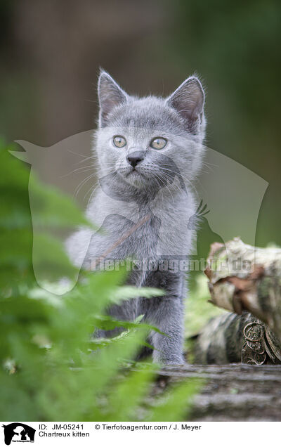 Chartreux kitten / JM-05241