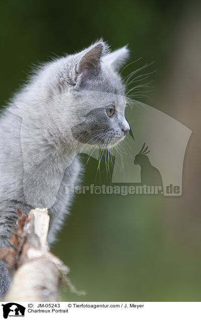 Chartreux Portrait / Chartreux Portrait / JM-05243