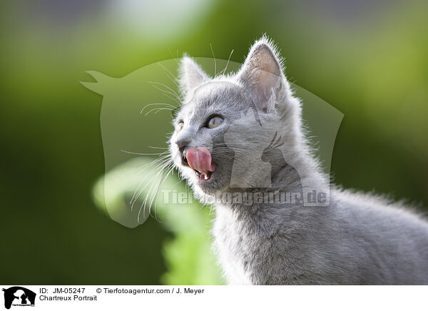 Chartreux Portrait / Chartreux Portrait / JM-05247