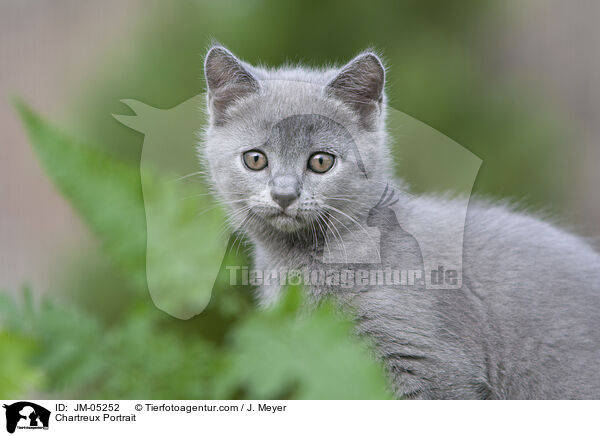 Chartreux Portrait / Chartreux Portrait / JM-05252