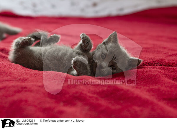 Chartreux Ktzchen / Chartreux kitten / JM-05261