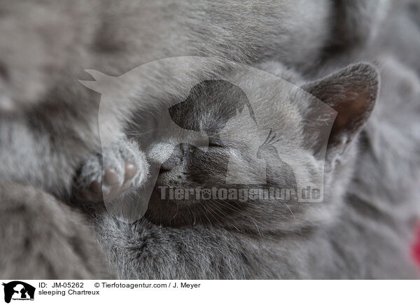 schlafende Chartreux / sleeping Chartreux / JM-05262