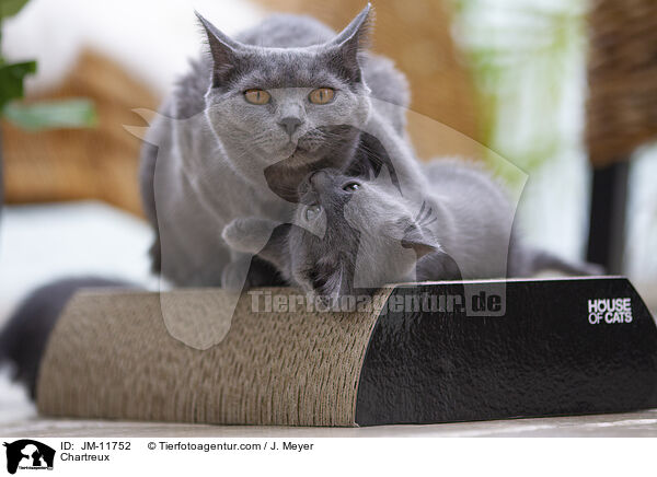 Chartreux / Chartreux / JM-11752