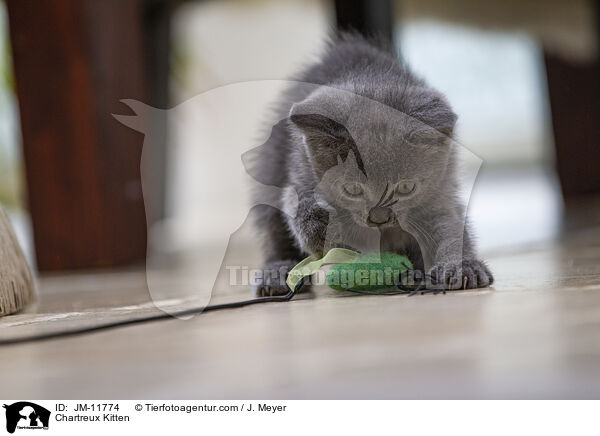 Chartreux Ktzchen / Chartreux Kitten / JM-11774