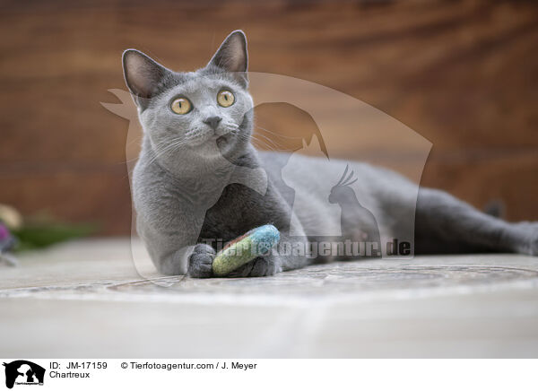 Chartreux / Chartreux / JM-17159