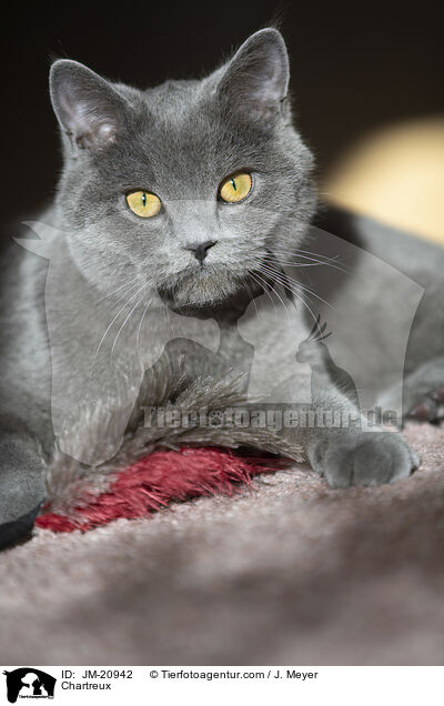 Chartreux / Chartreux / JM-20942