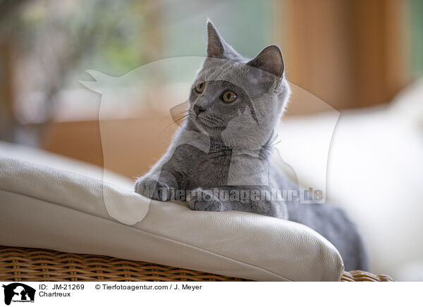 Chartreux / Chartreux / JM-21269