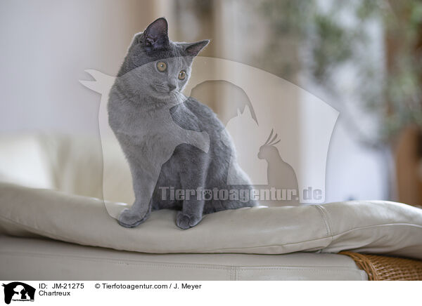 Chartreux / Chartreux / JM-21275