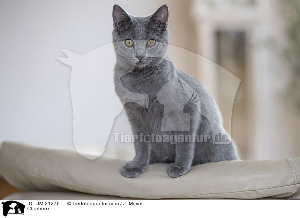 Chartreux / Chartreux / JM-21276