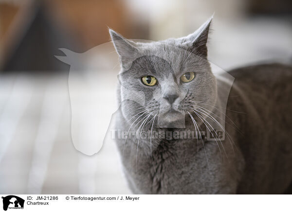 Chartreux / Chartreux / JM-21286