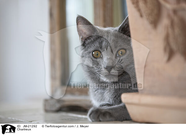 Chartreux / Chartreux / JM-21292