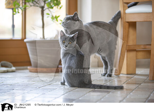 Chartreux / Chartreux / JM-21295