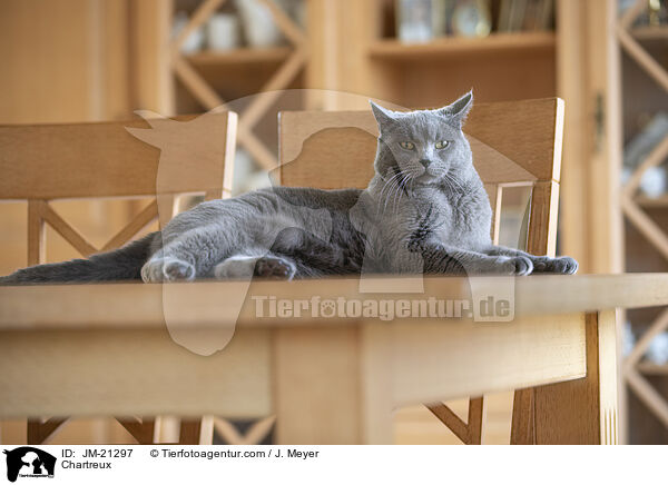 Chartreux / Chartreux / JM-21297