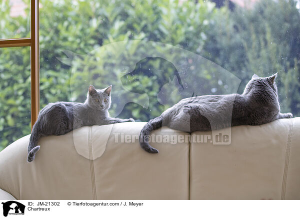 Chartreux / Chartreux / JM-21302