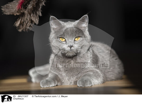 Chartreux / Chartreux / JM-21307