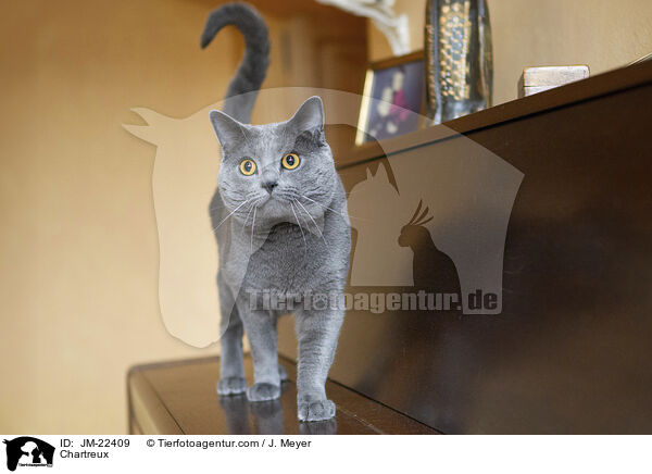 Chartreux / Chartreux / JM-22409